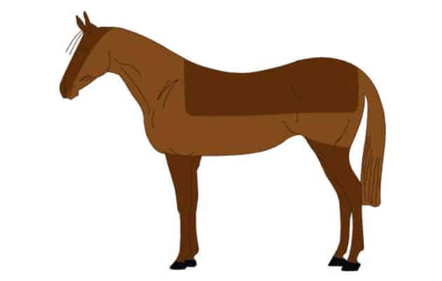 esquilar