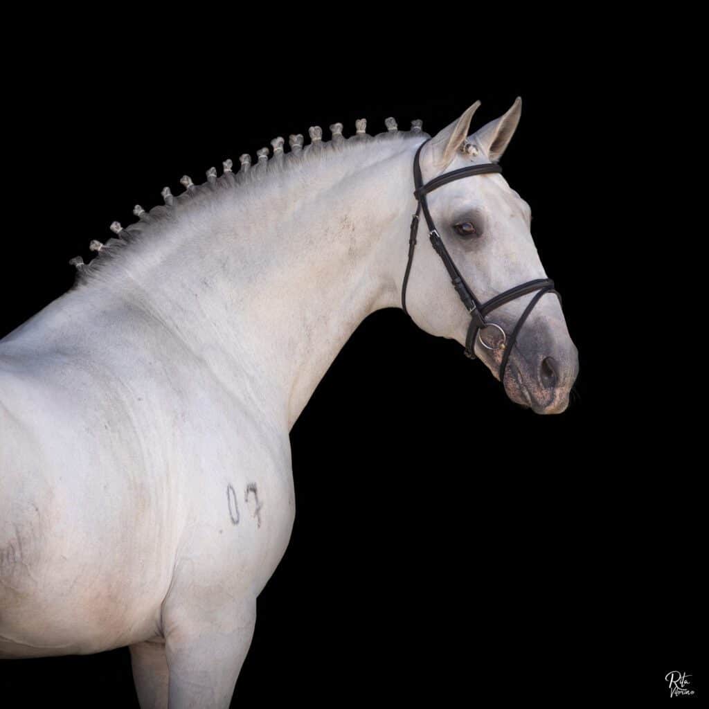 Campline Horses