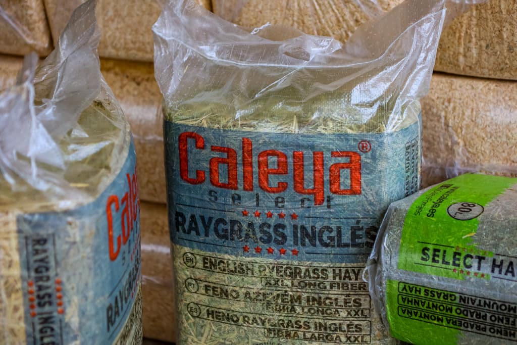 raygrass