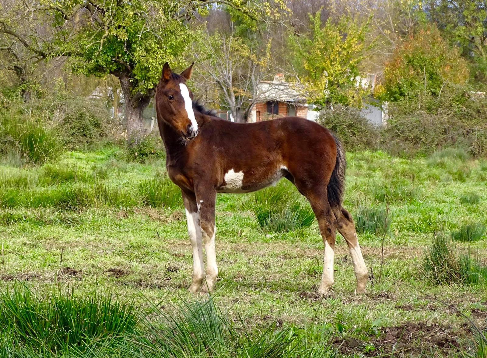 Santiago Cambronero