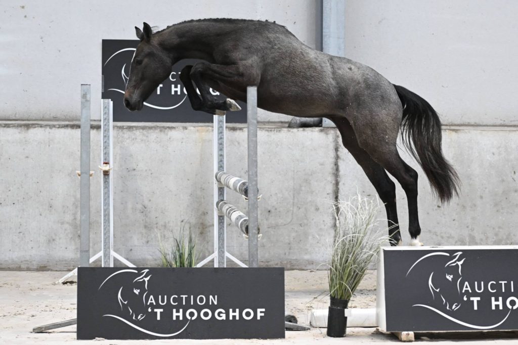 Stal Van 't Hooghoof