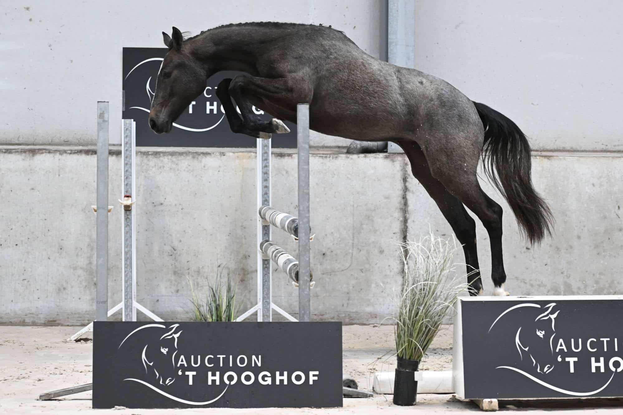 Stal Van 't Hooghoof