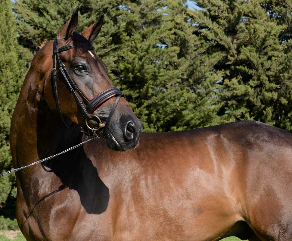 Caballo de Deporte Español