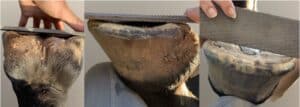 Casco previamente herrado en desarrollo para el confort barehoof, mostrando concavidad en distintos ángulos