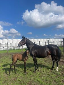 Chellea Z (Chellano Z x Papillon Rouge) con su hija Spicy Chella FdH (Chacoon Blue)