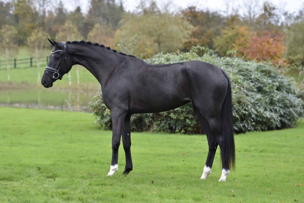 Isabell Werth Queenparks Wendy