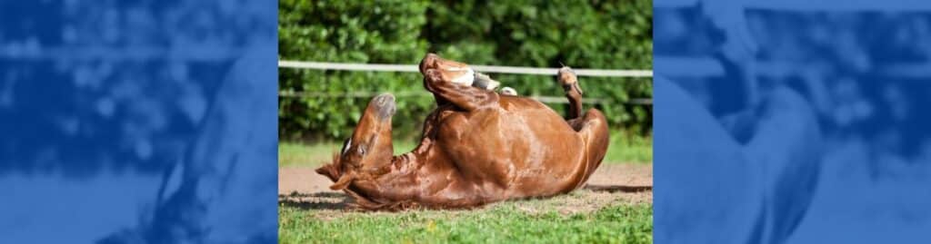 cólicos caballos prevenir special feeds caleya