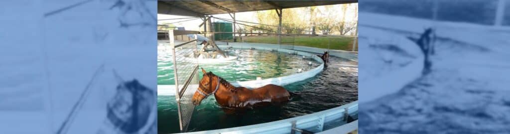 aquatraining caballos
