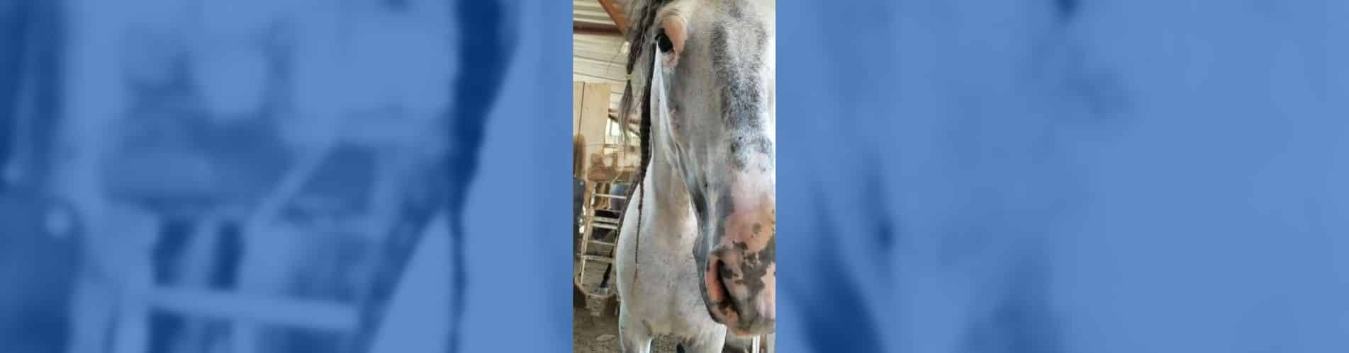 vitíligo melanoma caballos