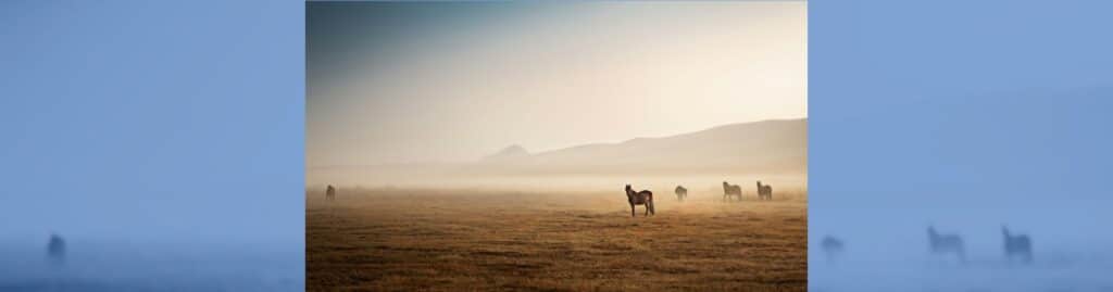 Storytelling marketing hípico