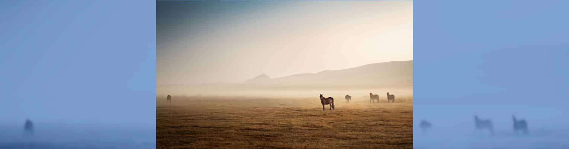 Storytelling marketing hípico