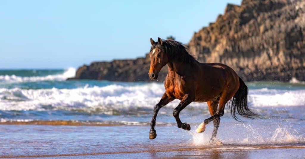 caballo leishmania infatum