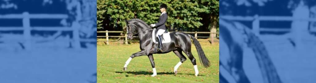 Danciano Golden Romance Malleret PS ovohorse