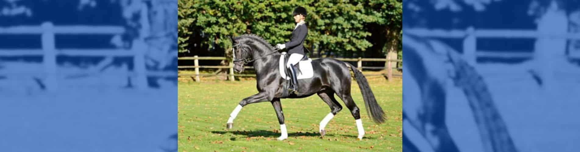 Danciano Golden Romance Malleret PS ovohorse