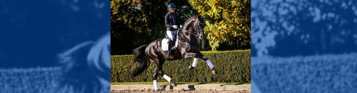 Glamourdale Ovohorse