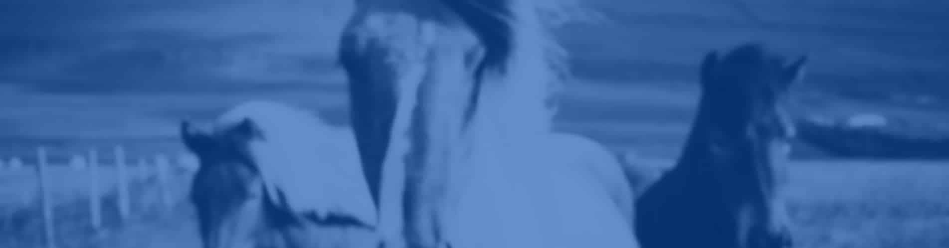 gestión de redes sociales concursos marketing ecuestre