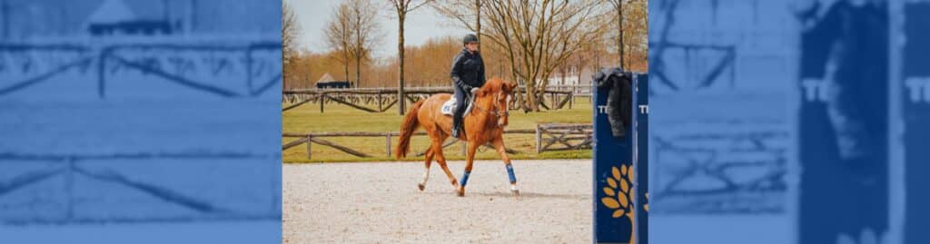 Quercus van den Oude Eik