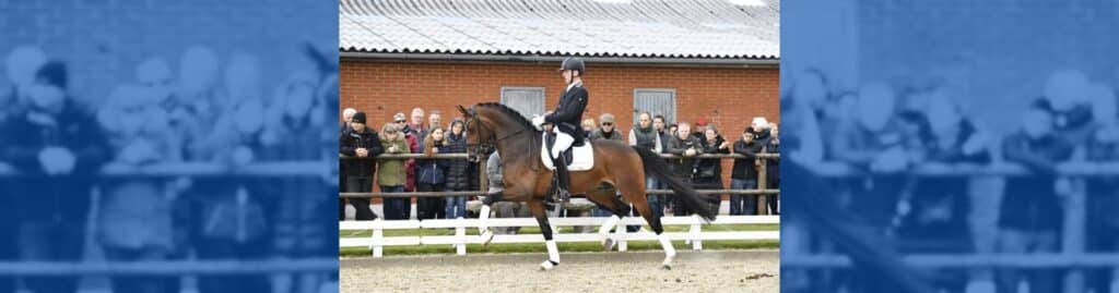 Hesselhøj Donkey Boy clonación animal ovohorse