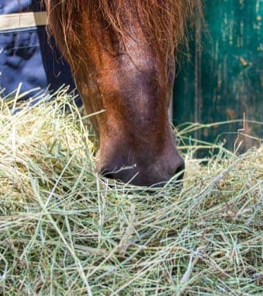 mejor forraje heno nabau caballos