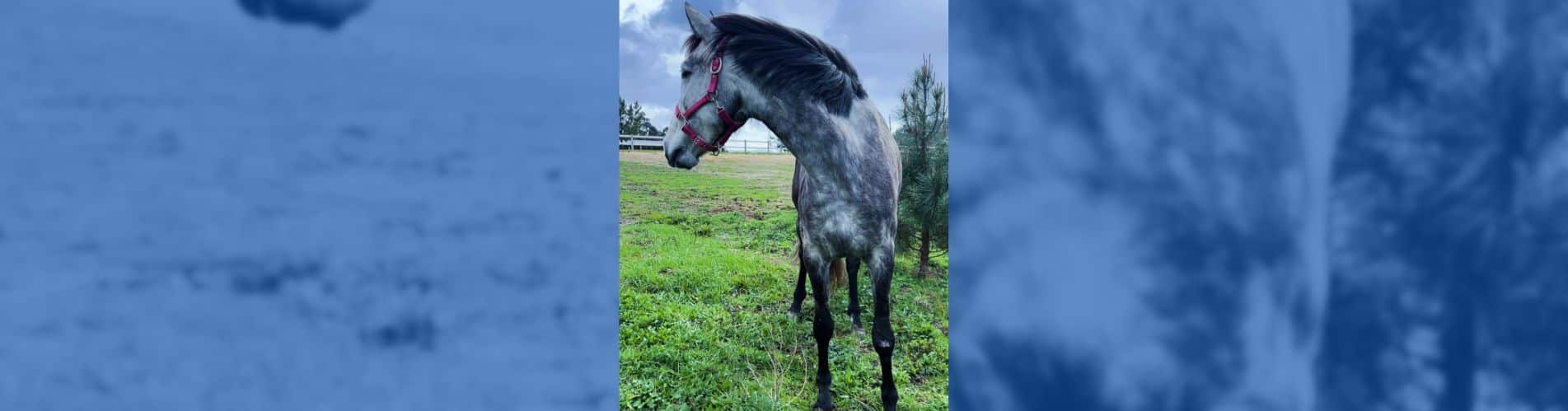 carga emocional propietario caballos