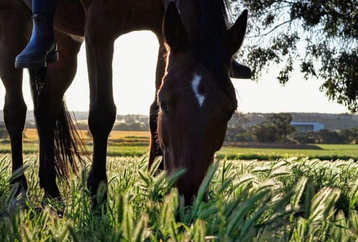 alimentos prohibidos caballo