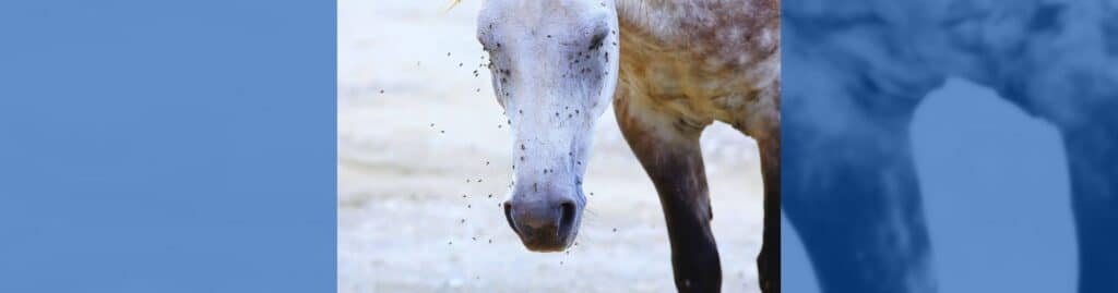 proteger caballo moscas
