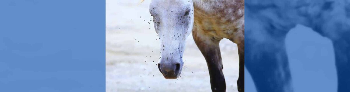 proteger caballo moscas