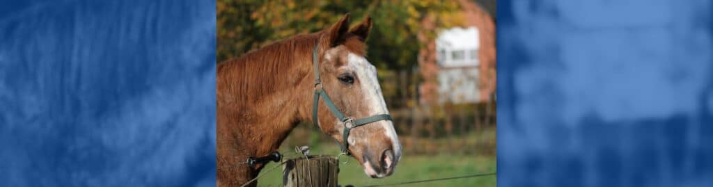 ejercitar a un caballo mayor