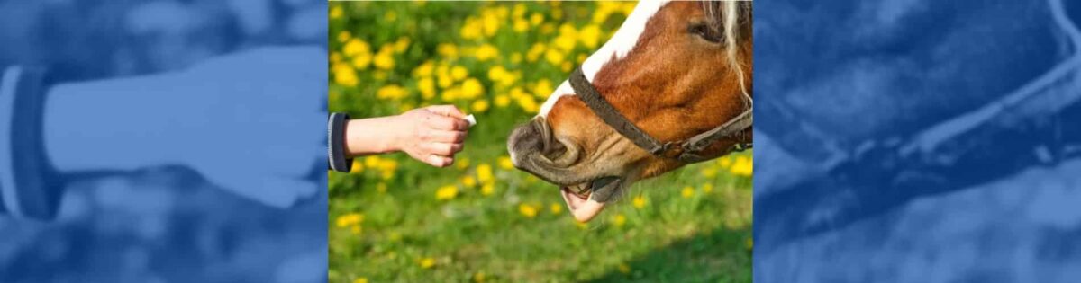 azúcar equinos afectar