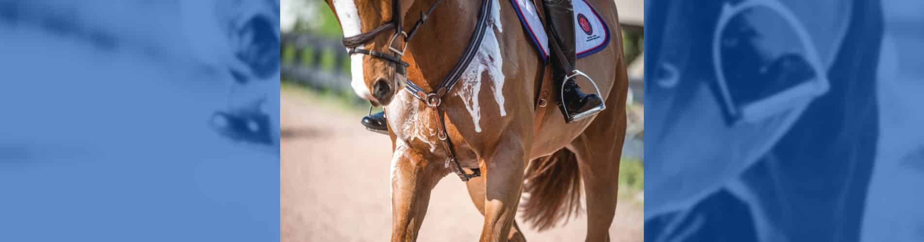 electrolitos caballo