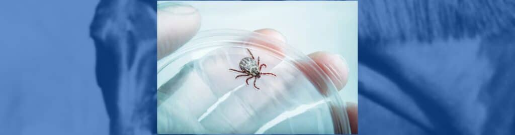 enfermedad de Lyme caballos