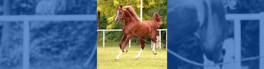 Pura Raza Árabe