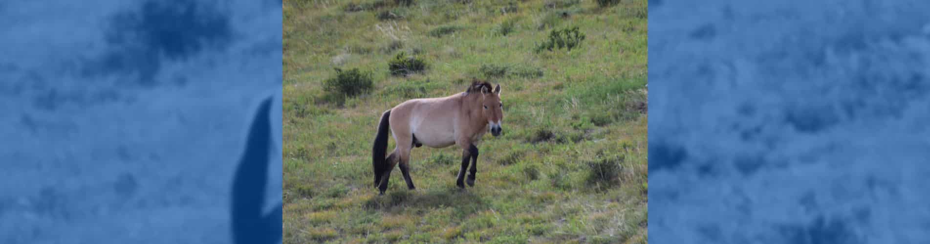 lobos