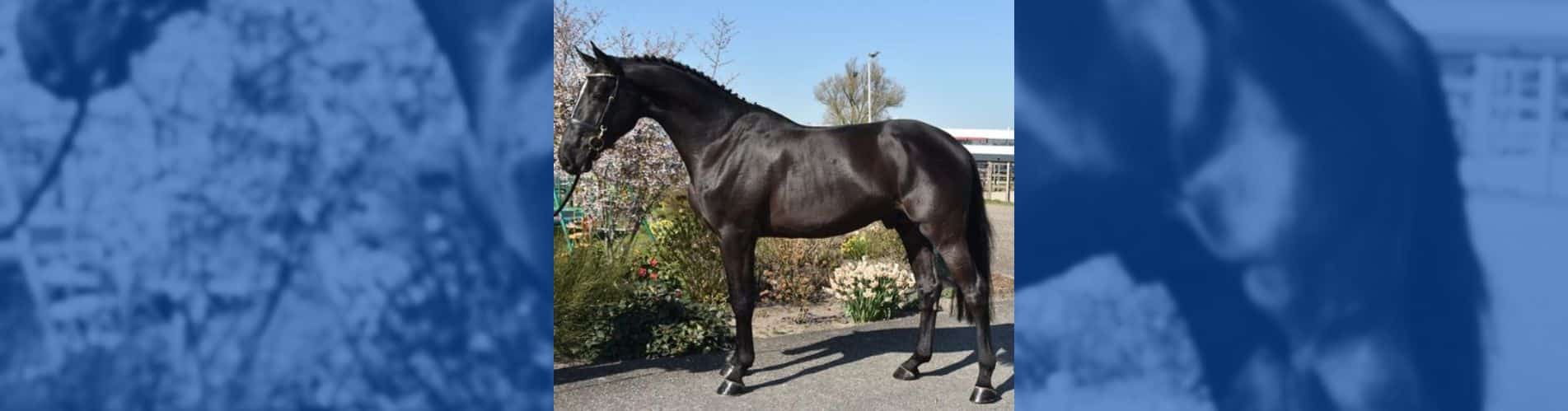 Daryus van het Poeleind