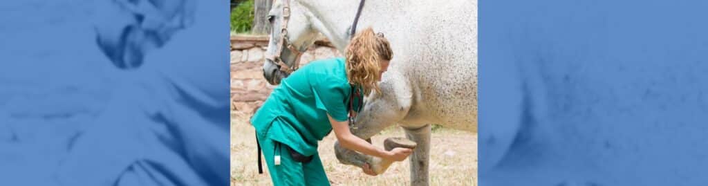rehabilitación de caballos