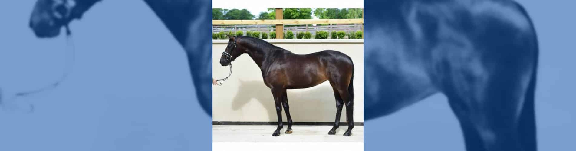 Sofia Ek MSJ Top Secret