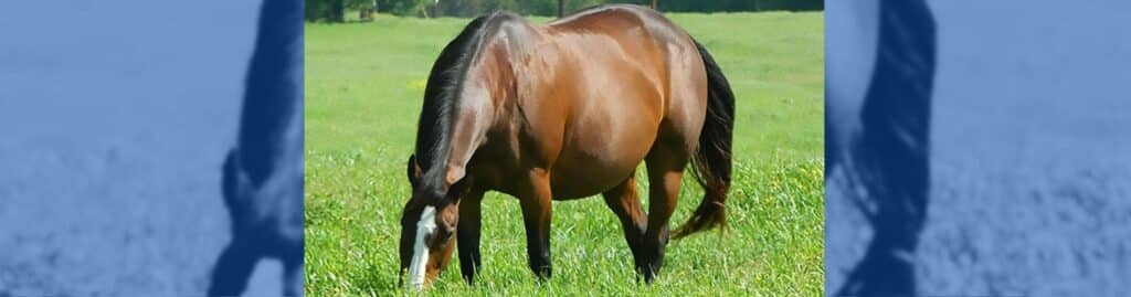 similitudes abortos humanos equinos