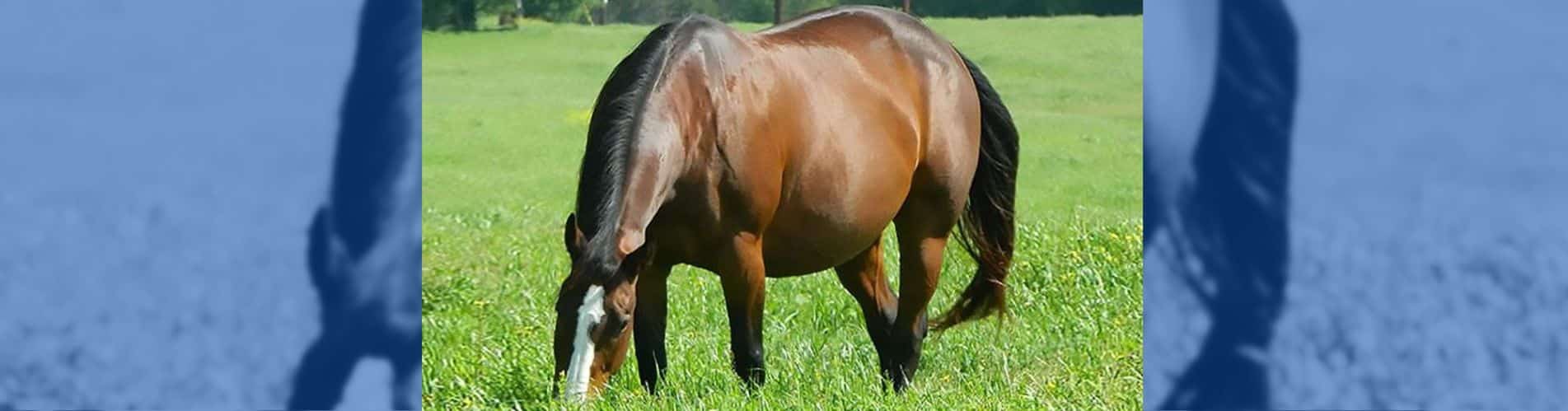 similitudes abortos humanos equinos