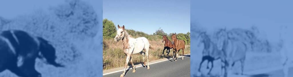 accidente choque caballo