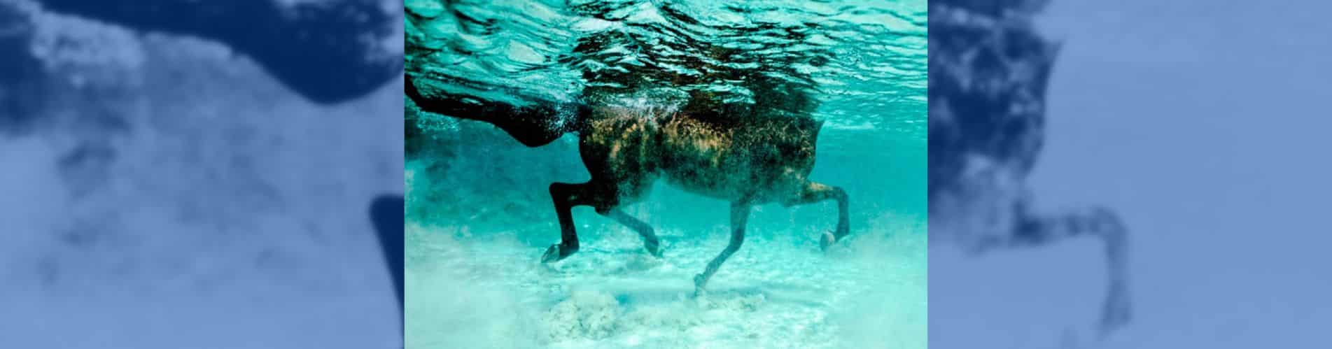sobreentrenamiento en caballos