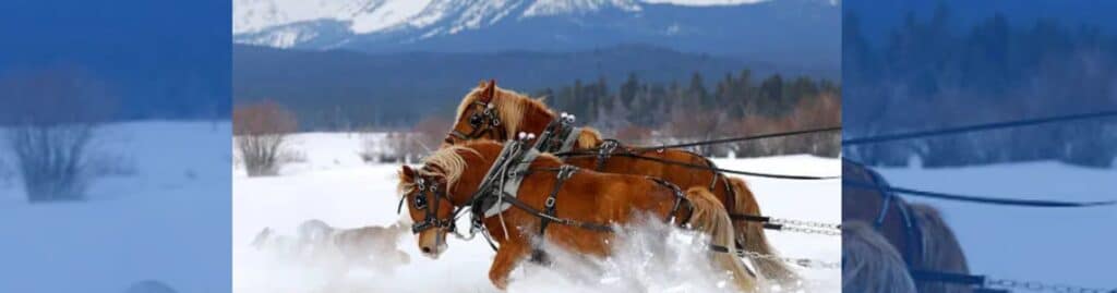 caballos