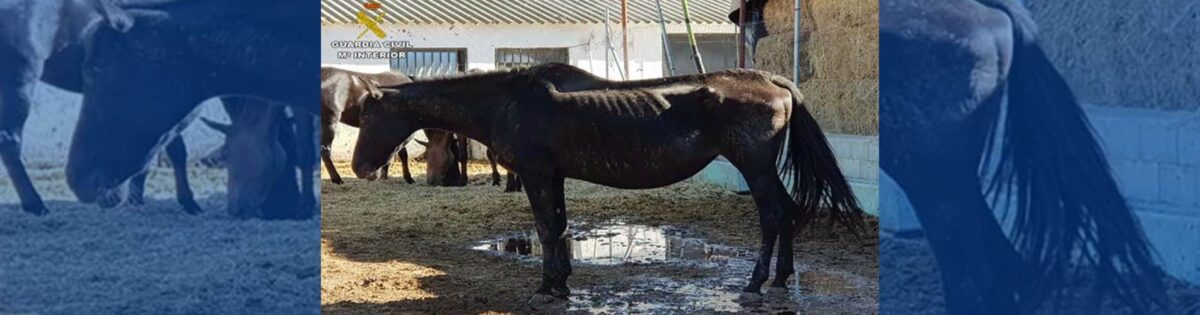 MALTRATO ANIMAL