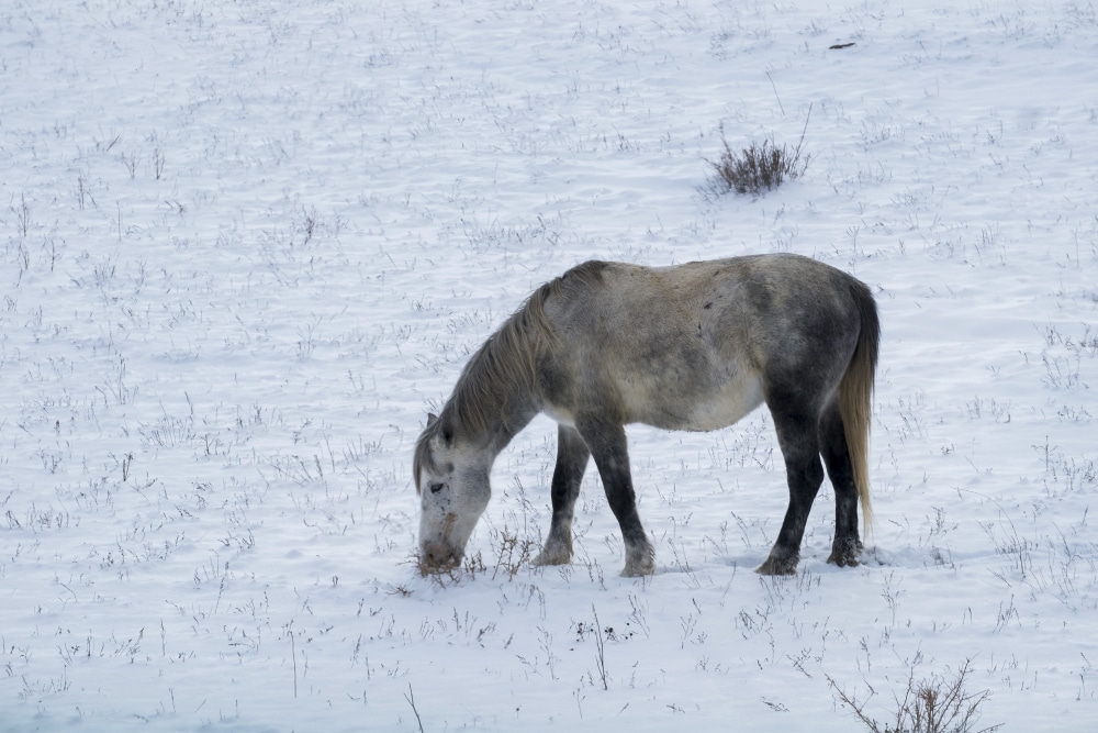 Caballo en la nieve
