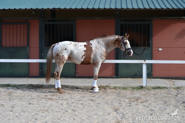 76764_semental-aprobado-de-capa-appaloosa-arlequin-nieto-de-vilval_photo_2_1732795588_big