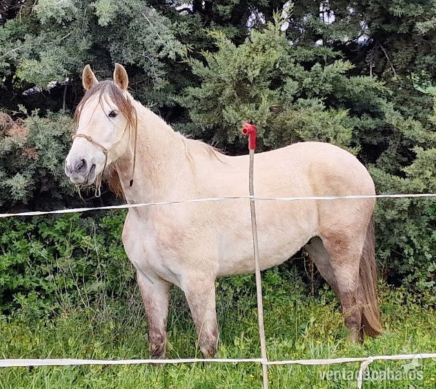 77409_caballo-capado-pre-10-anos_photo_4_1744739407_big