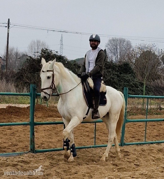 77412_caballo-capado-pre-14-anos_photo_1_1744743005_big
